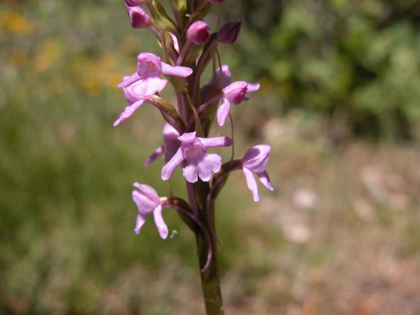 Orchid, Fragrant flower